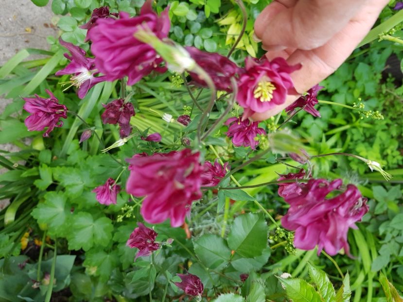  - Caldaruse 2020-2023