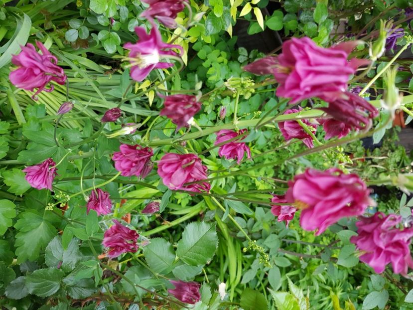  - Caldaruse 2020-2023