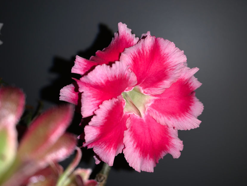  - Plante de interior 2021