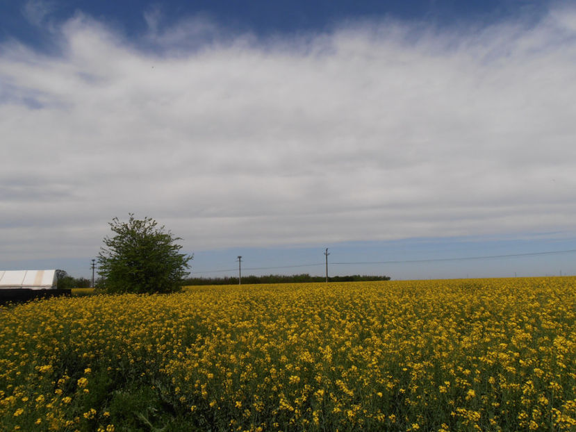 P5080207 - Dunare - Mai 2021