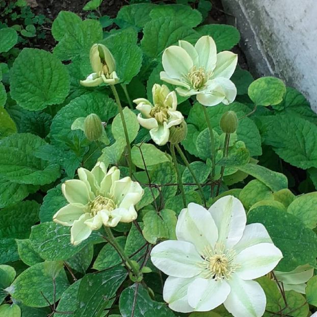  - Clematis Guernsey Cream