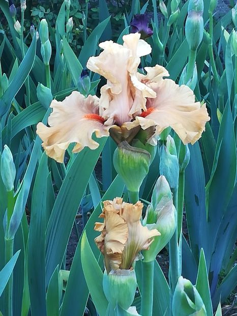 Coffee shop - Iriși 2021