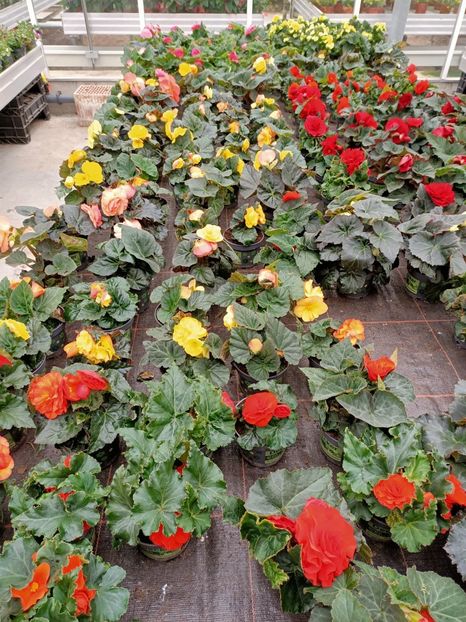12.05.2021- begonia - Magazinul