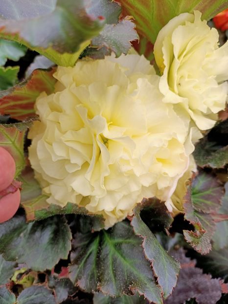 12.05.2021-begonia - Magazinul