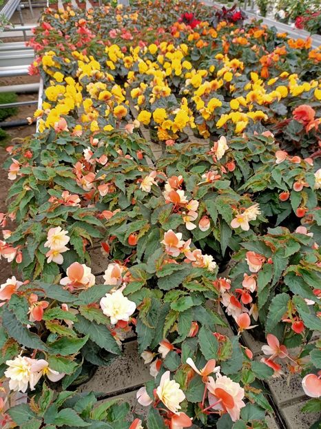 12.05.2021- begonia - Magazinul