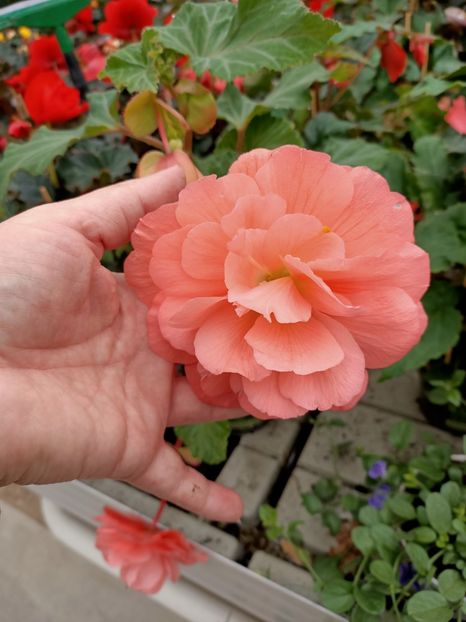 12.05.2021- begonia - Magazinul
