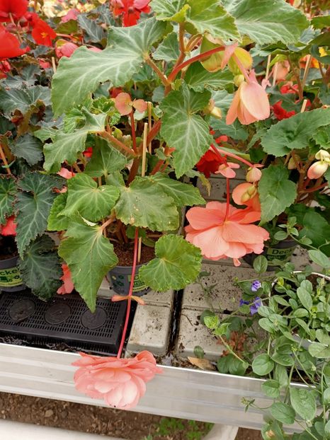 12.05.2021- begonia - Magazinul