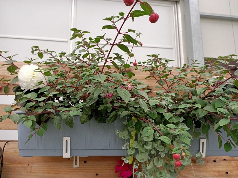 12.05.2021- model jardinieră - Magazinul