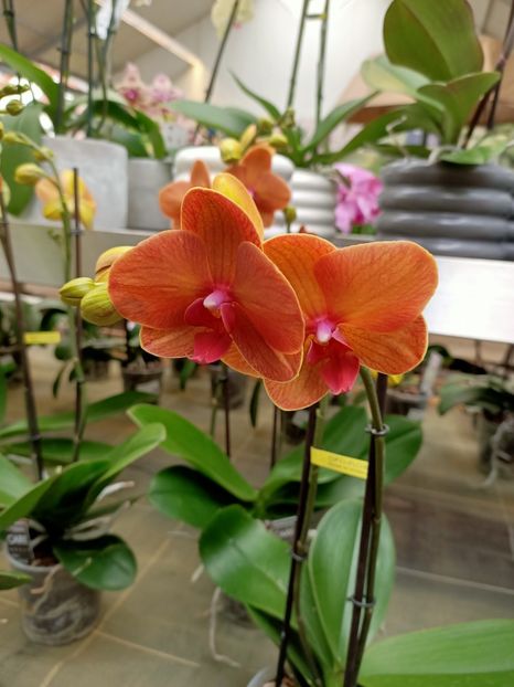 12.05.2021 - Magazinul