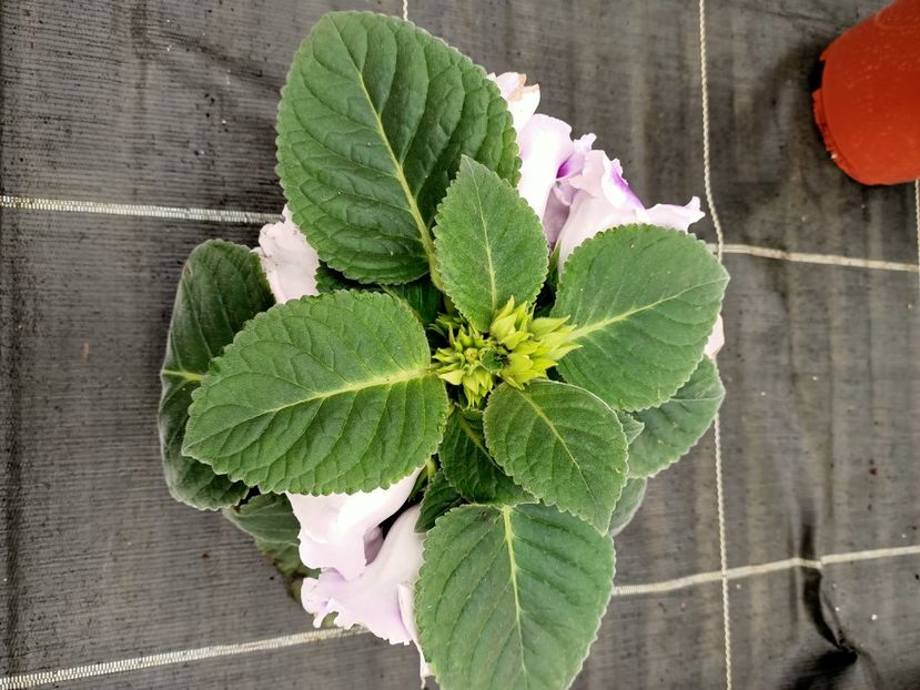 12.05.2021 - Magazinul