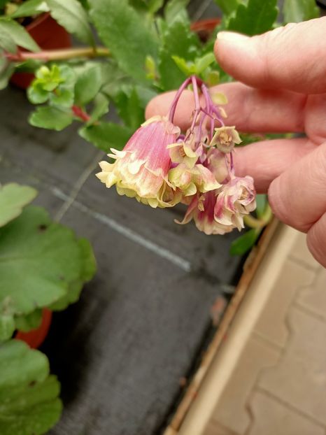 12.05.2021 - Magazinul