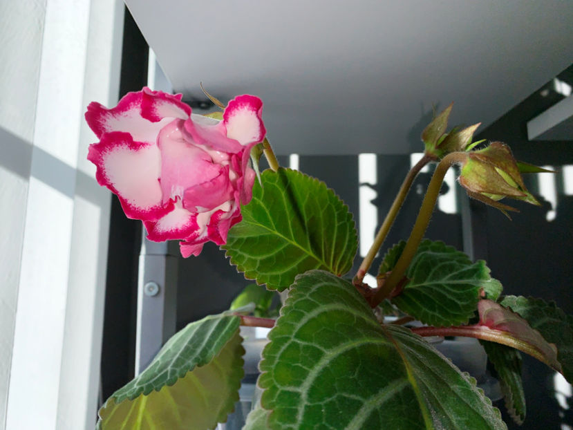  - Plante de interior 2021