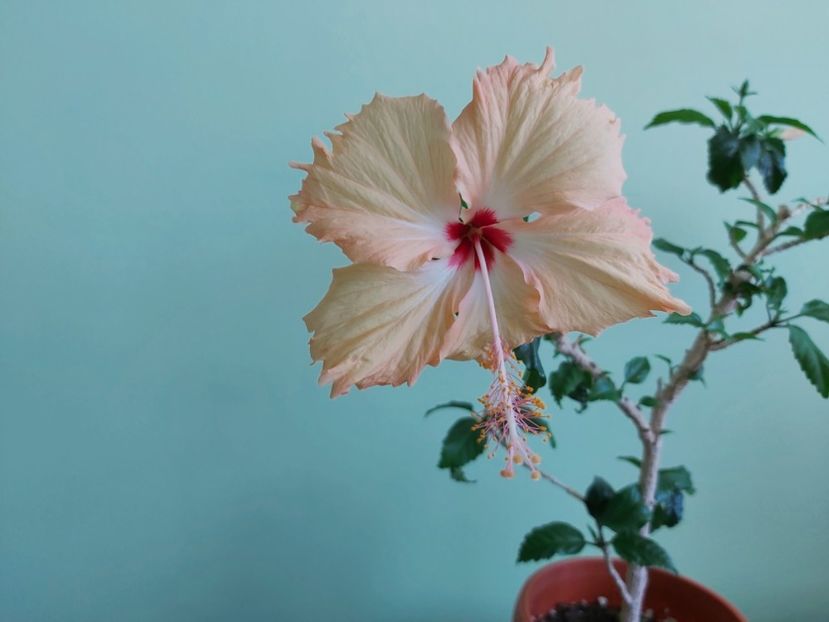 9.05.2021 - Hibiscusi 2021