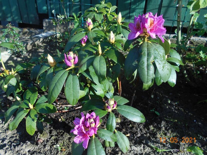  - 02 Azalee-rhododendroni-heleborusi-hortensii-hoste 2021