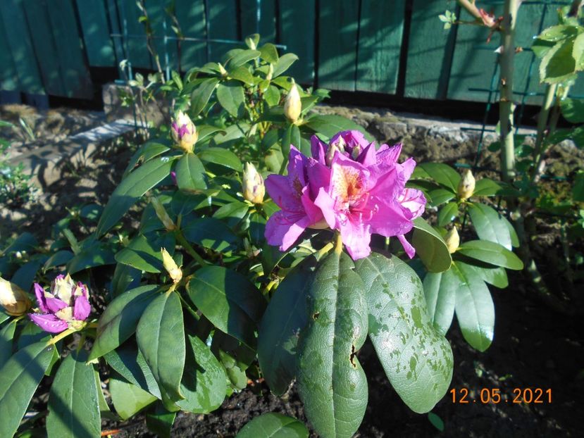  - 02 Azalee-rhododendroni-heleborusi-hortensii-hoste 2021