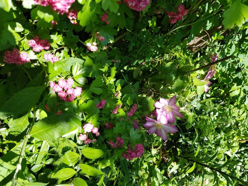  - Arbuști 2021-2023