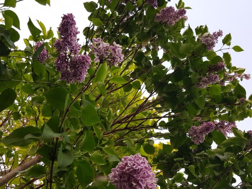  - Arbuști 2021-2023