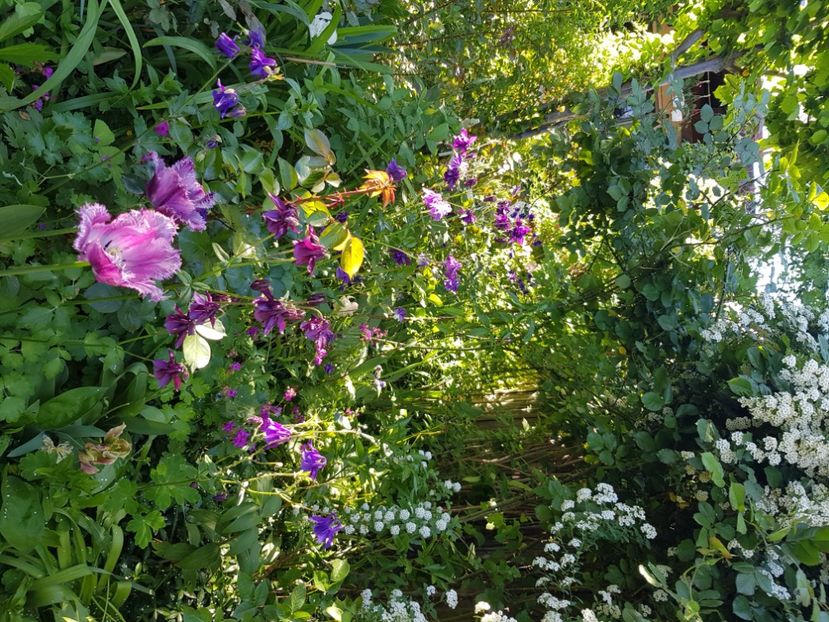  - Arbuști 2021-2023