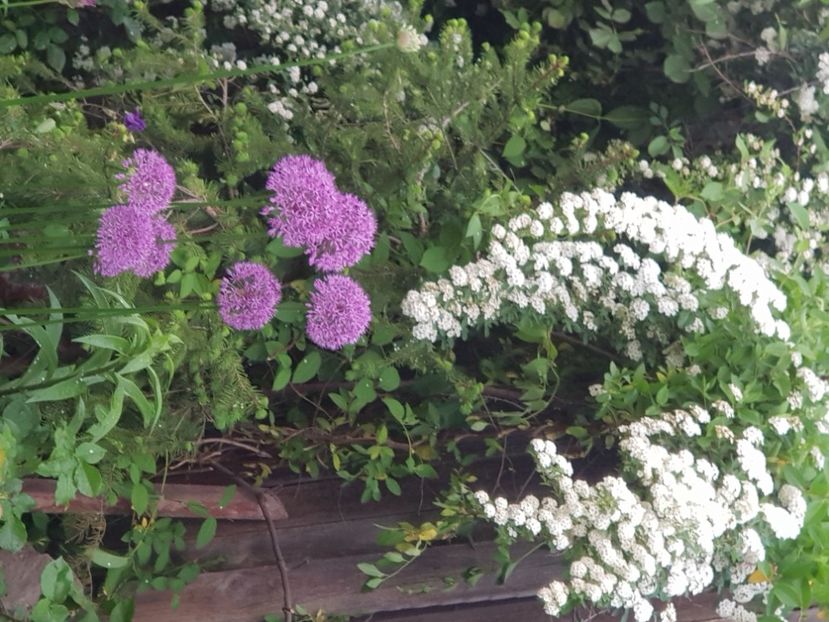  - Arbuști 2021-2023