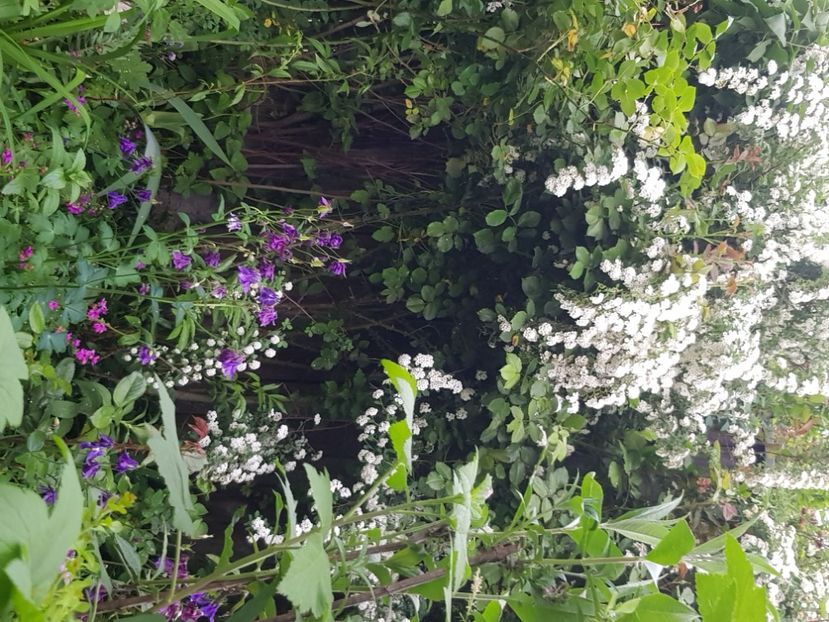  - Arbuști 2021-2023