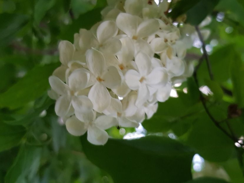  - Arbuști 2021-2023