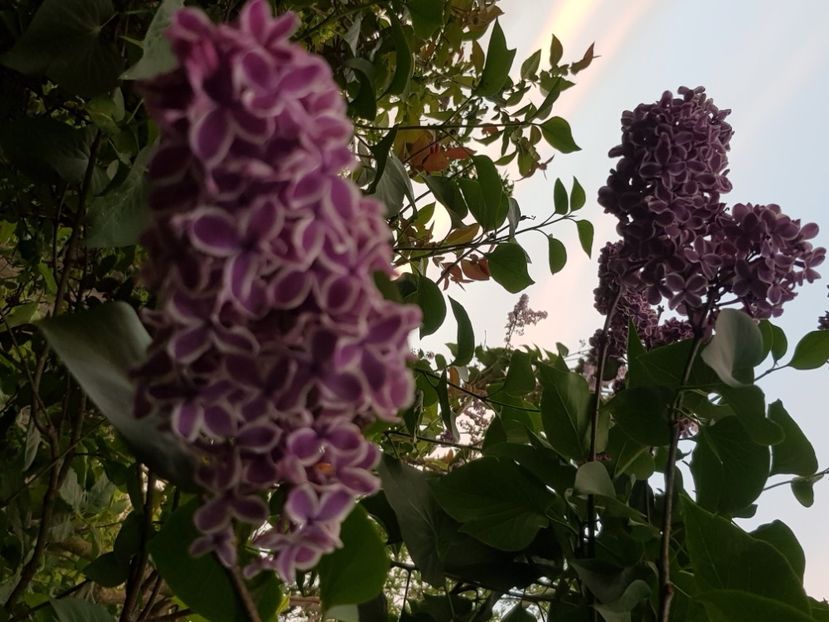  - Arbuști 2021-2023