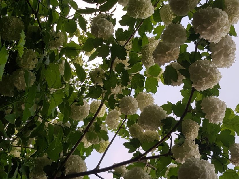  - Arbuști 2021-2023