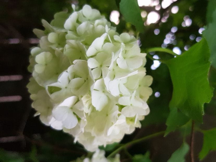  - Arbuști 2021-2023