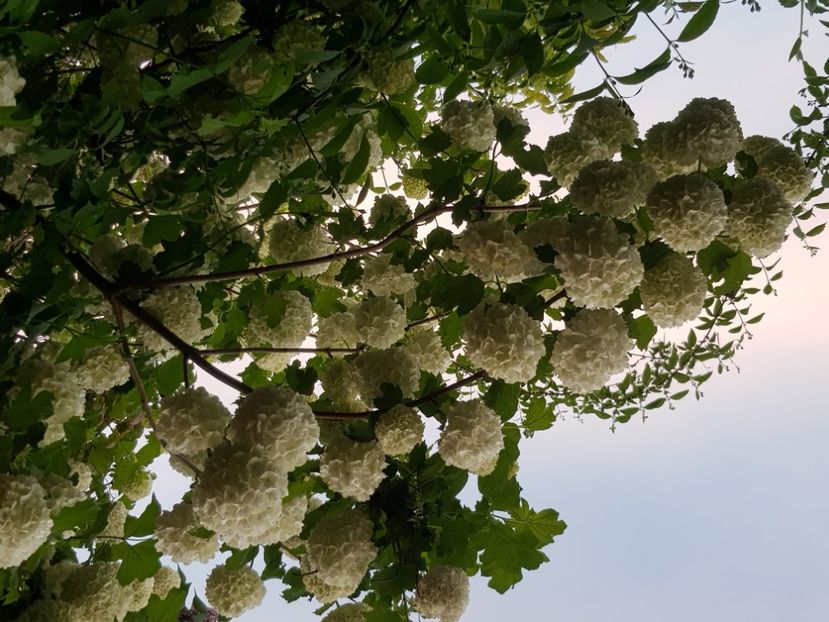  - Arbuști 2021-2023