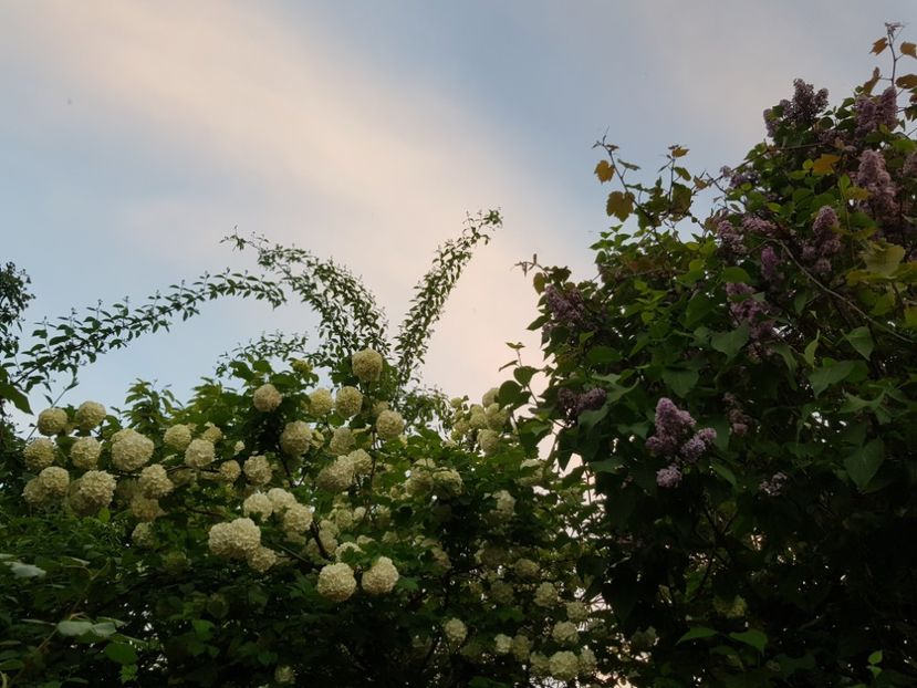  - Arbuști 2021-2023