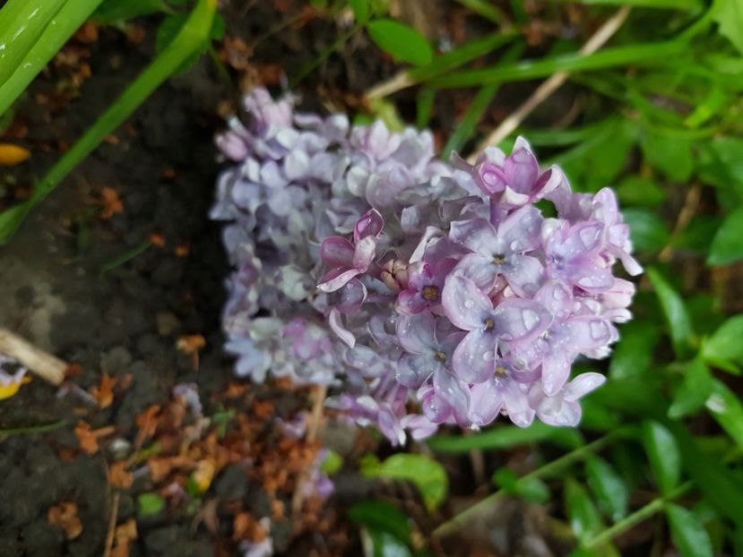  - Arbuști 2021-2023