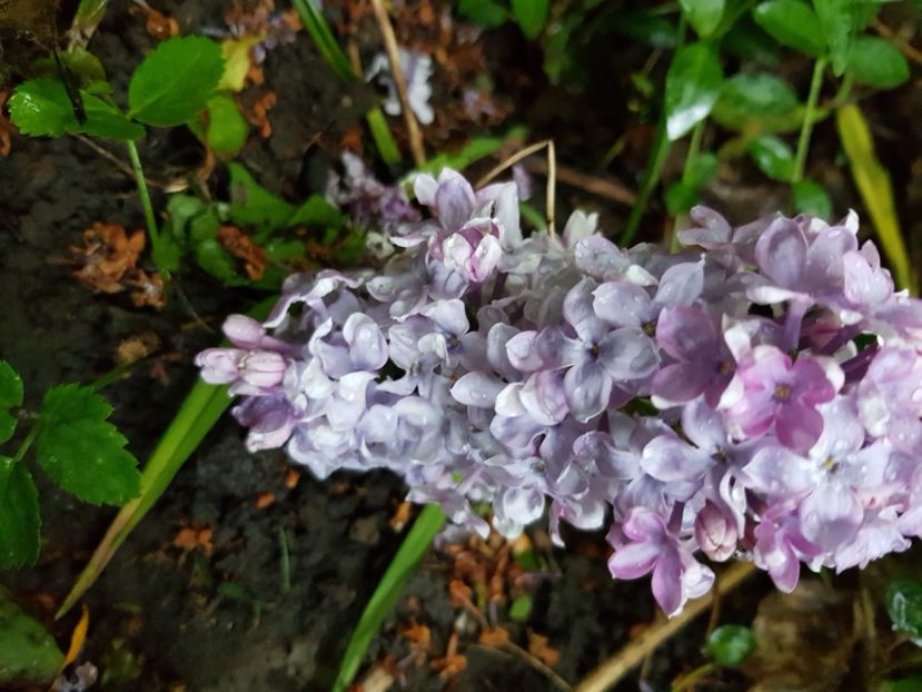  - Arbuști 2021-2023