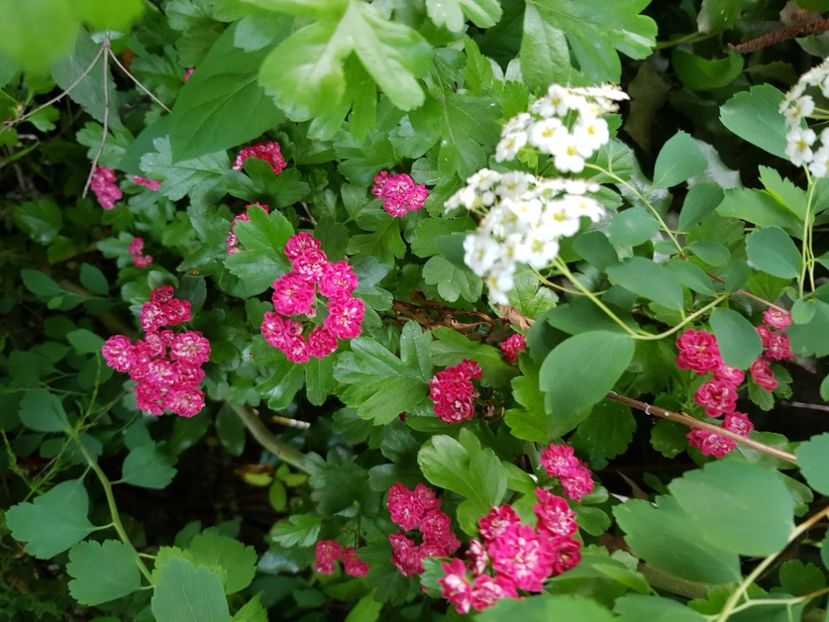  - Arbuști 2021-2023