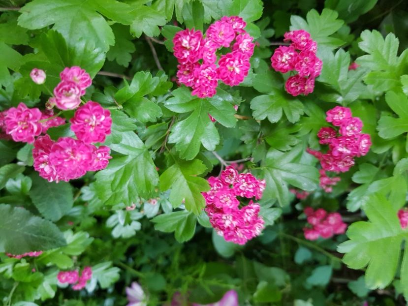  - Arbuști 2021-2023