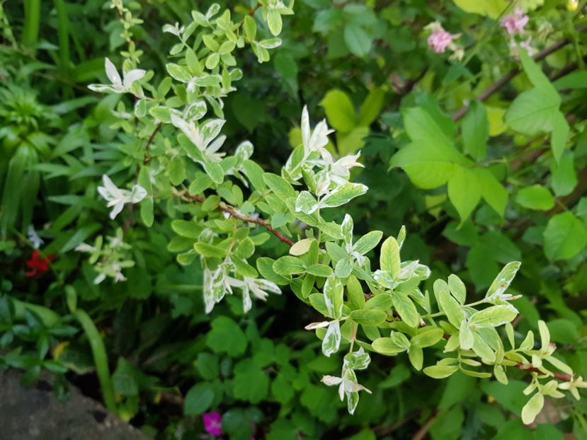  - Arbuști 2021-2023