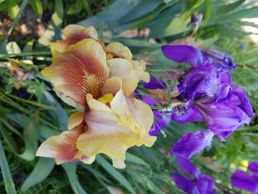 5 și 6 - IRISI 2021 22