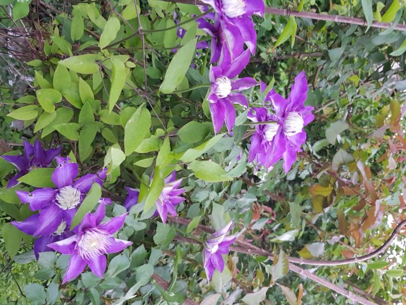  - Clematite 2020-2023