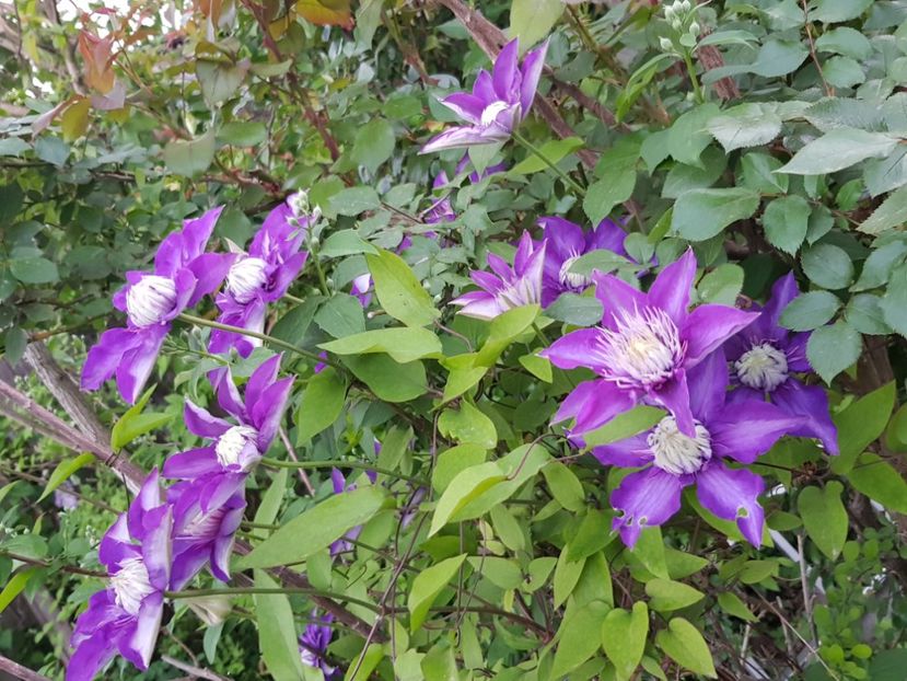 - Clematite 2020-2023