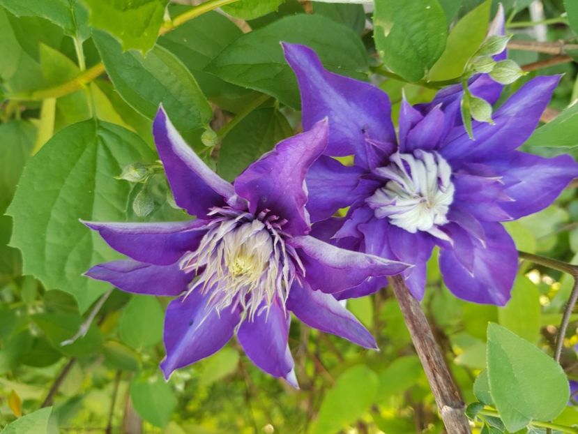  - Clematite 2020-2023