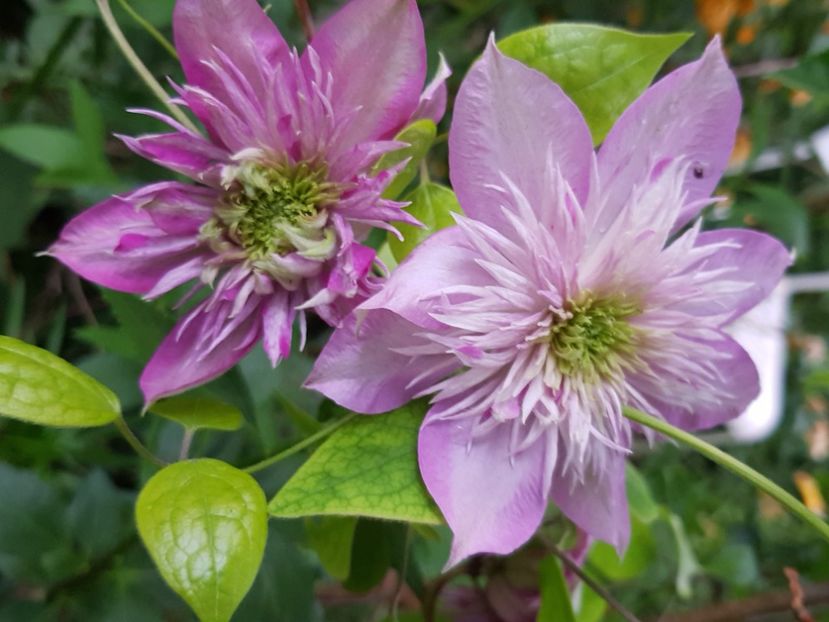  - Clematite 2020-2023