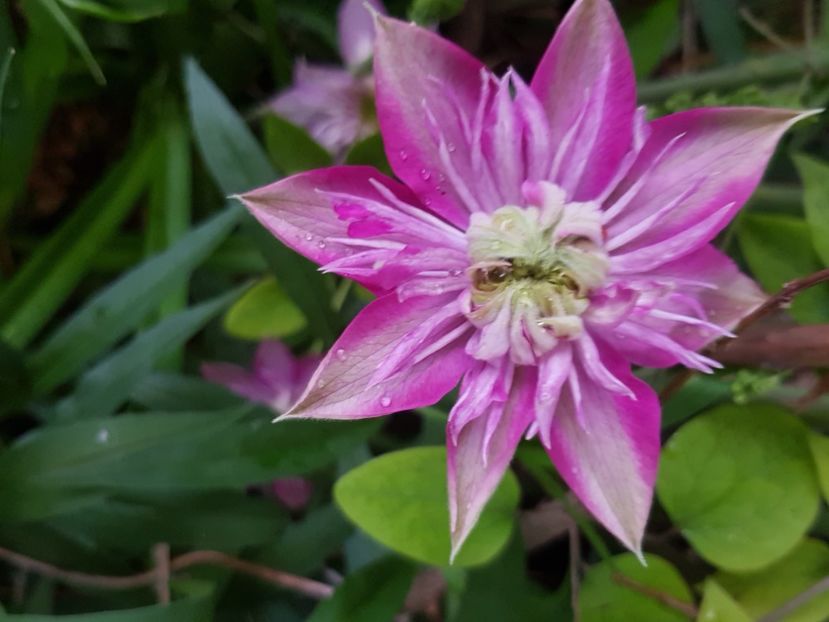  - Clematite 2020-2023