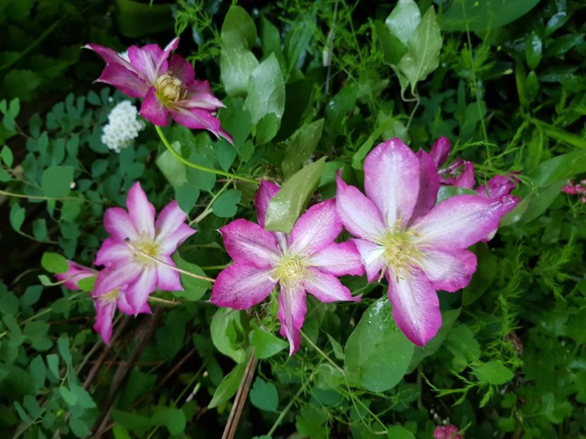  - Clematite 2020-2023