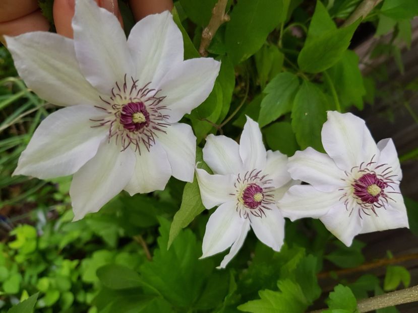  - Clematite 2020-2023