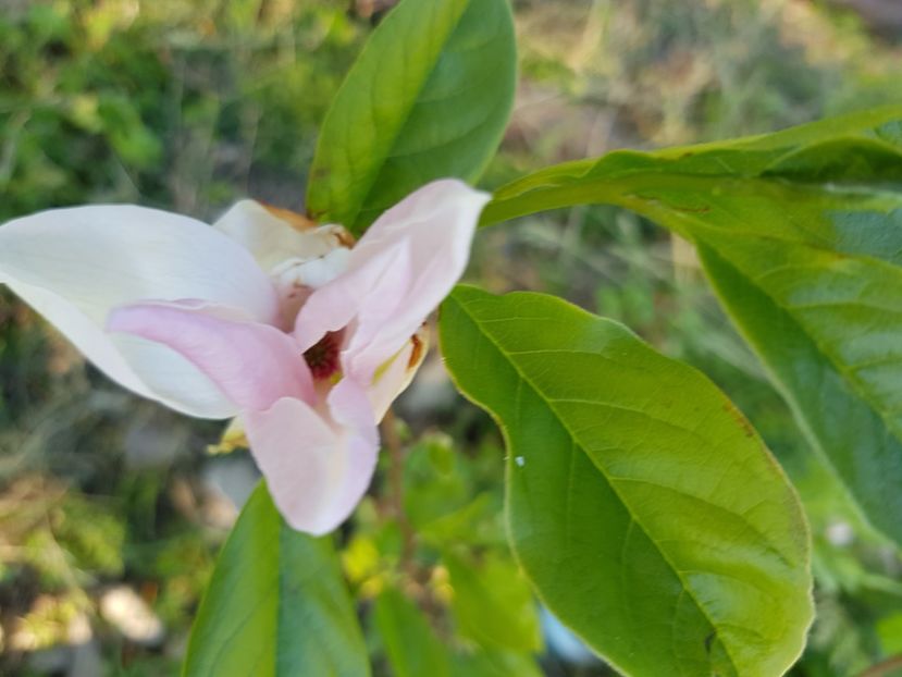  - Arbuști 2021-2023