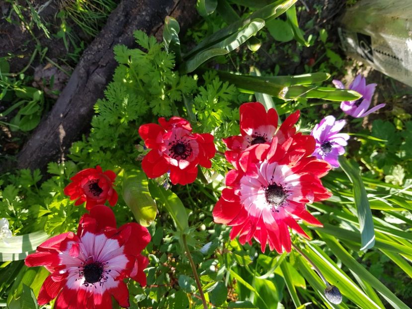  - Anemone