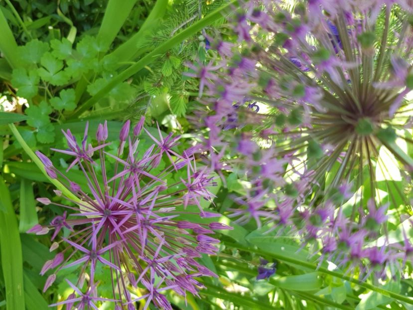  - Allium 2020 21 22