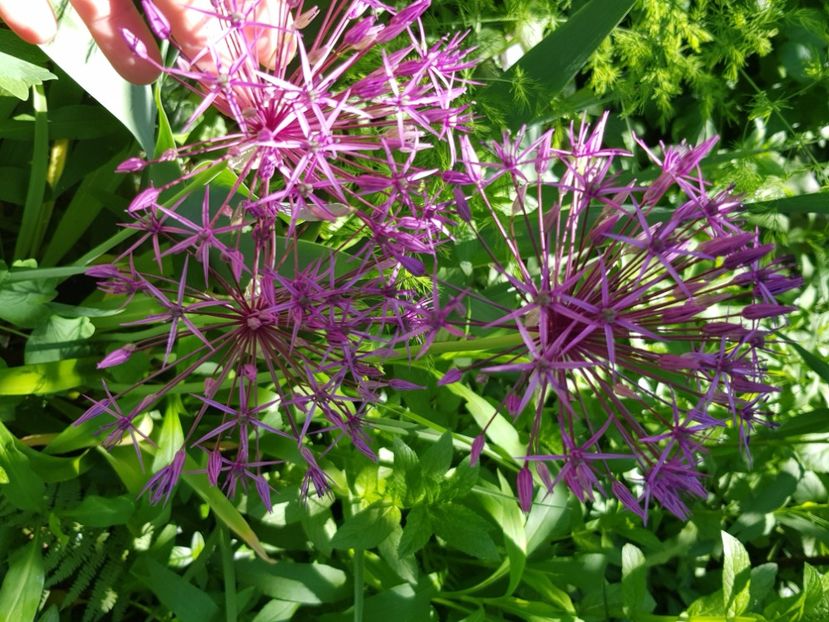  - Allium 2020 21 22