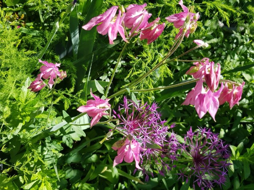  - Allium 2020 21 22