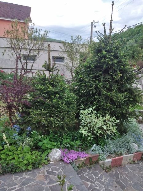  - Gradina mai 2021