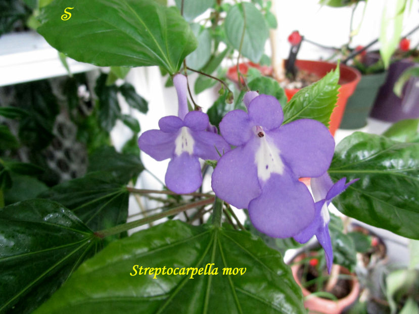 Streptocarpella mov(7-04-2021) - Gesneriaceae 2021